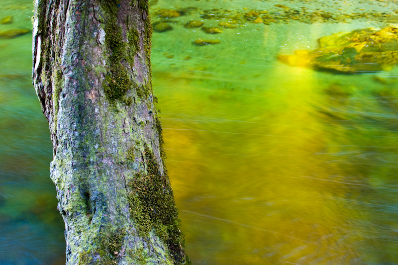 Tree Trunk And Clinton River